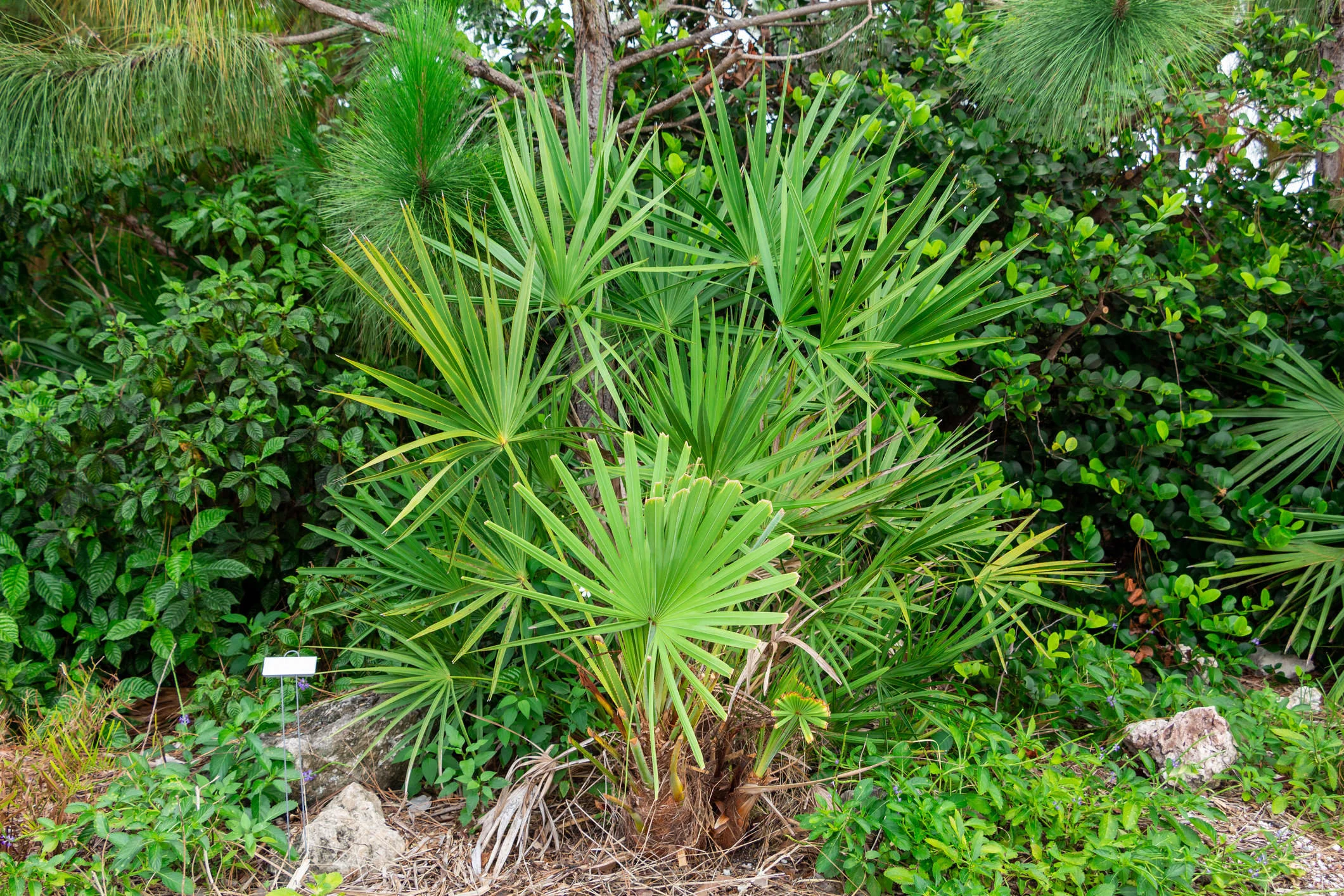 Saw Palmetto